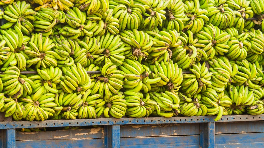 Estudio de caso - Dole - Una gran carga de bananas en un camión